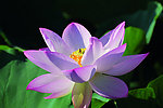 荷花（荷花扣图）