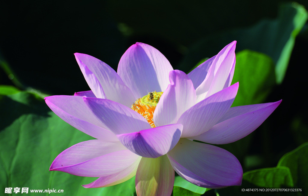 荷花（荷花扣图）