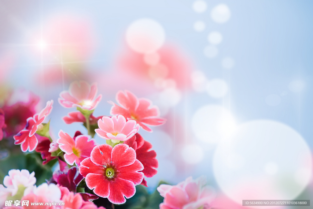 鲜花图片