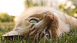 猫咪