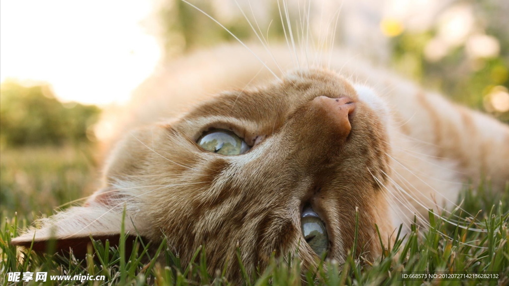 猫咪