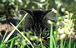 黑猫