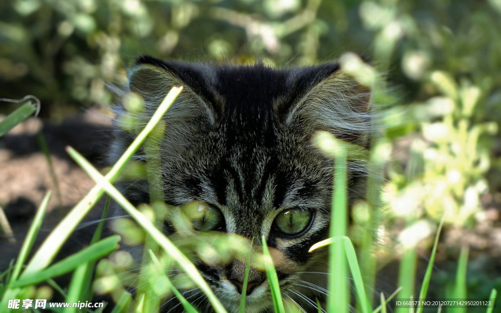 黑猫
