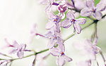 紫色小花