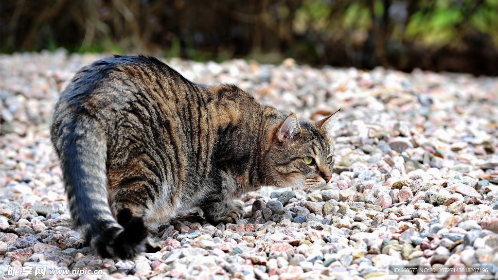 猫咪