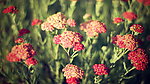 球花花海