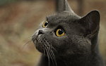 黑猫