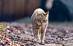 猫咪