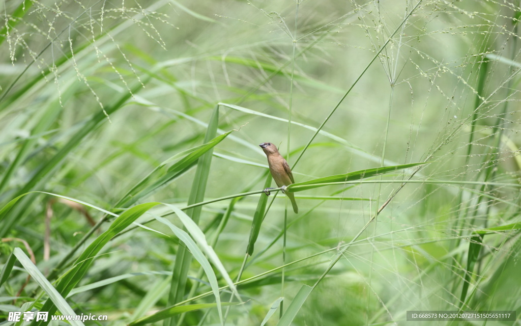 杂草 小鸟栖息