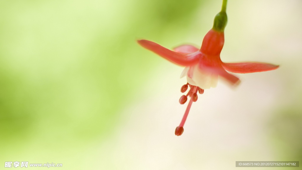 金盏花