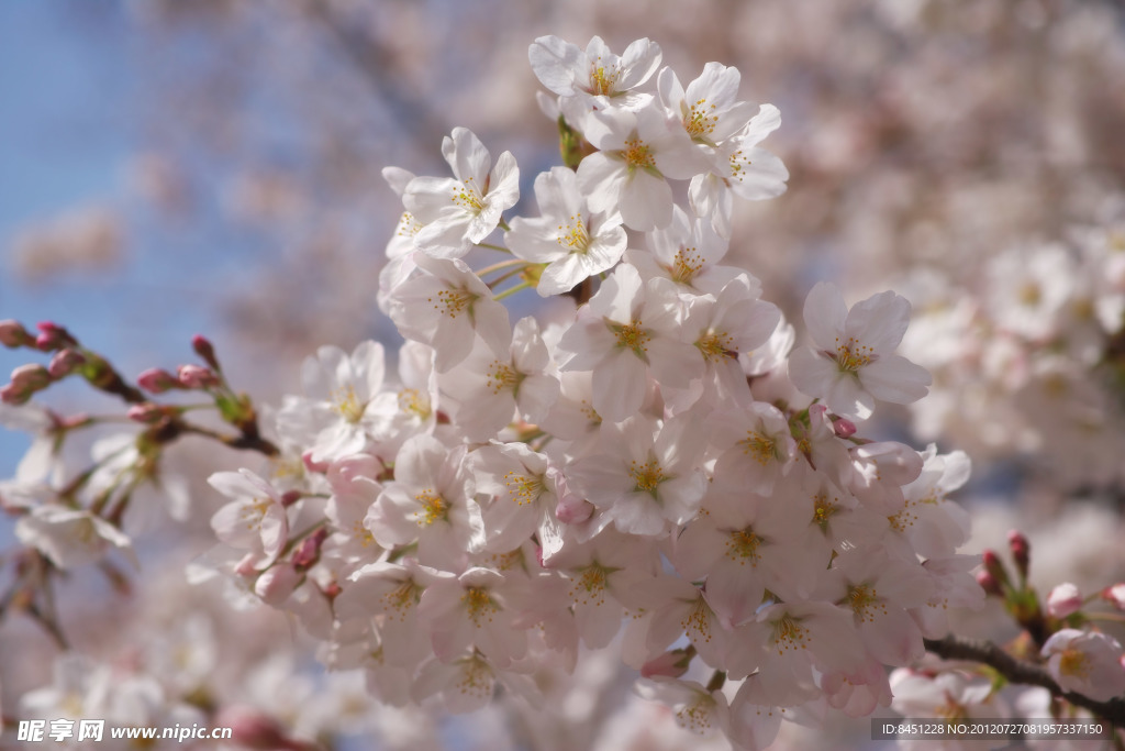 樱花
