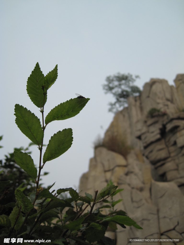山 树叶
