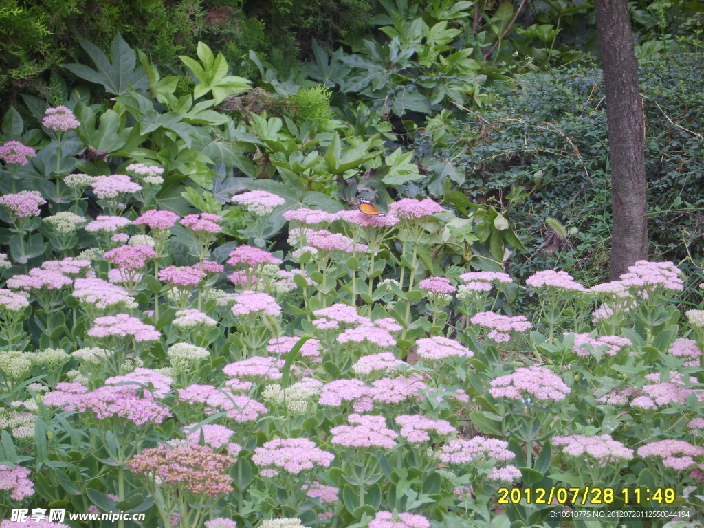 野花