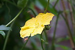 小花