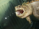 佛州拟鳄龟