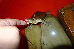 眼斑水龟