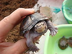 麝香蛋龟