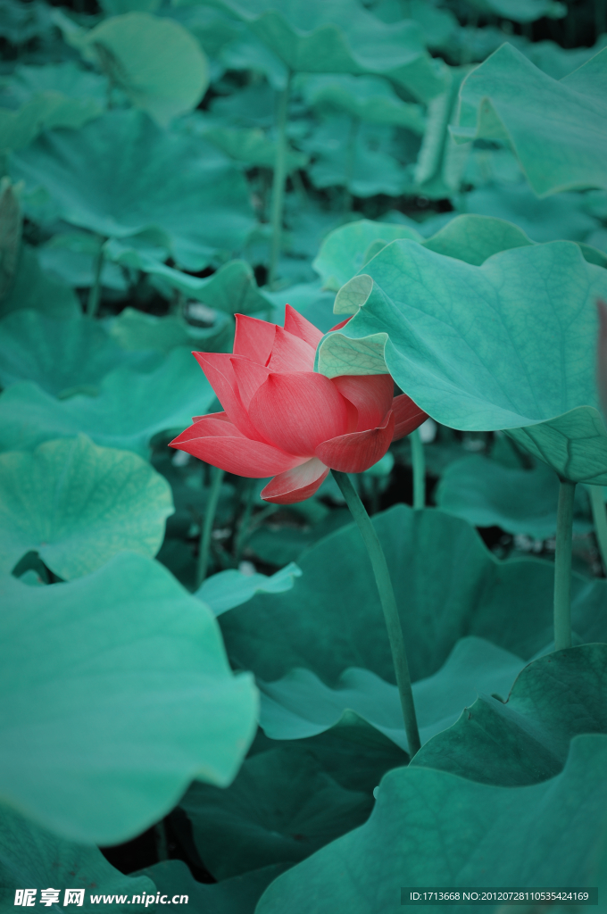 绿中红 荷花