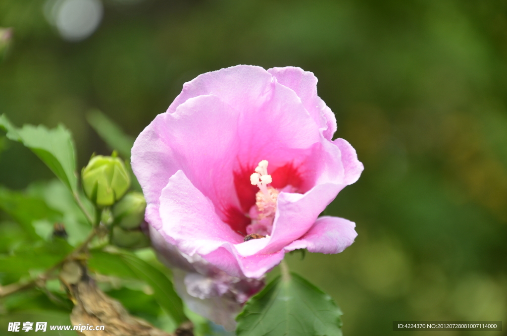 木槿花