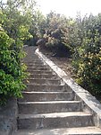阶梯 丛林小路