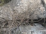 石缝中的荆棘