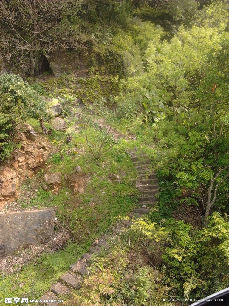 阶梯 丛林小路