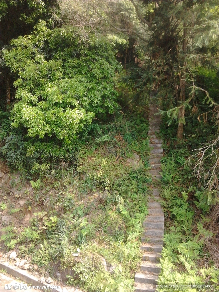 阶梯 丛林小路