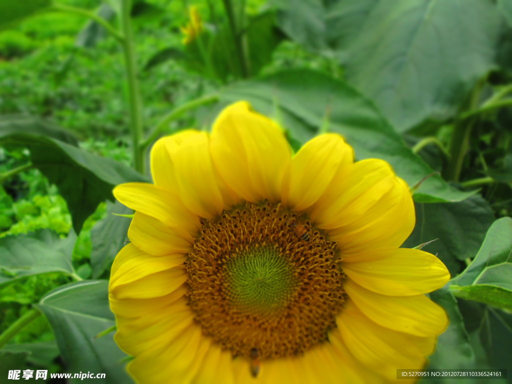 太阳花