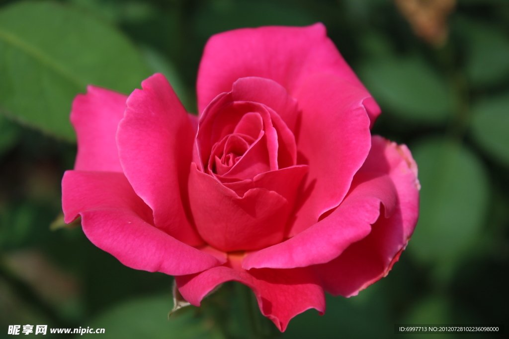 月季 花草