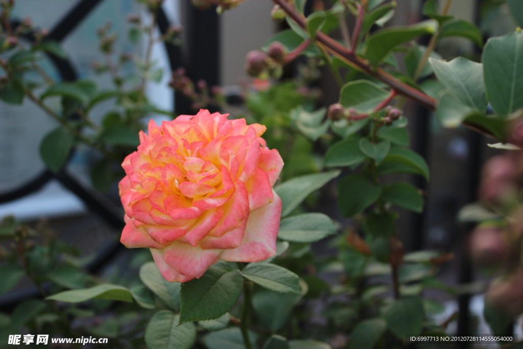 月季 花草