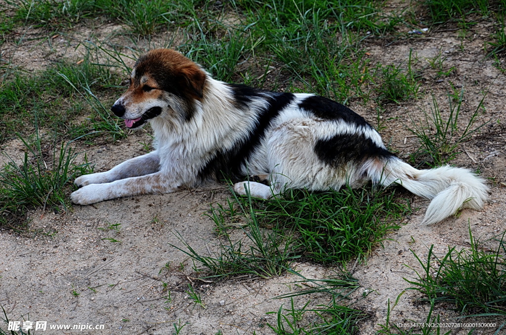 老李的牧羊犬