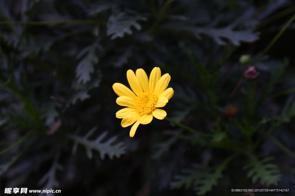 雏菊
