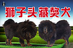 藏獒