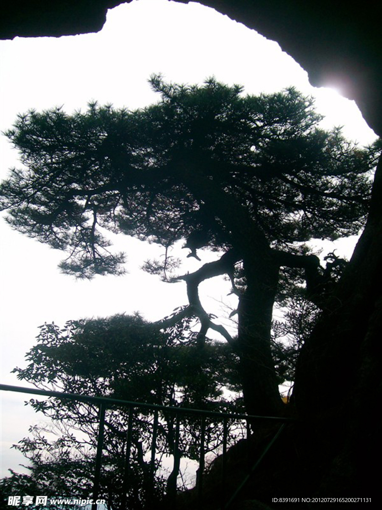 黄山 松树剪影