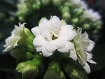 长寿花
