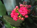 长寿花