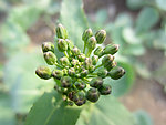 油菜花