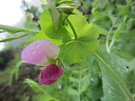 豌豆花