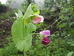 豌豆花