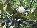 广玉兰