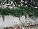爬山虎