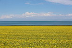 青海湖油菜花