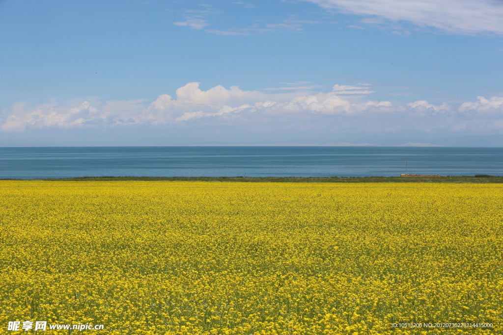 青海湖油菜花