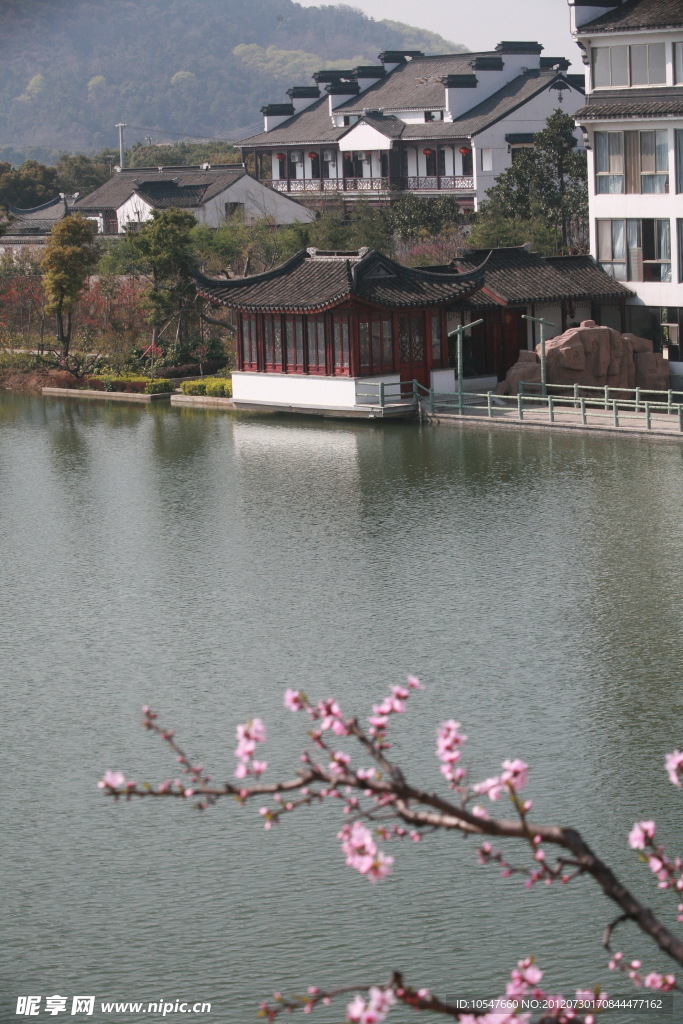 阳山桃花