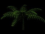 植物