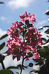 紫薇花