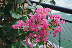 紫薇花