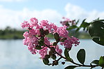 紫薇花