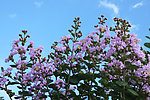 紫薇花