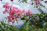 紫薇花